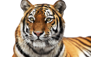 Tiger PNG-23227